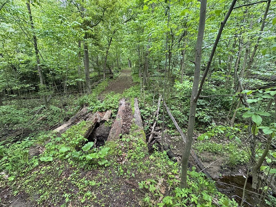 Wooded area